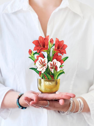 Holiday Favorites Boxed Set - Bray and Em Boutique