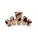 Blonde Tortoise